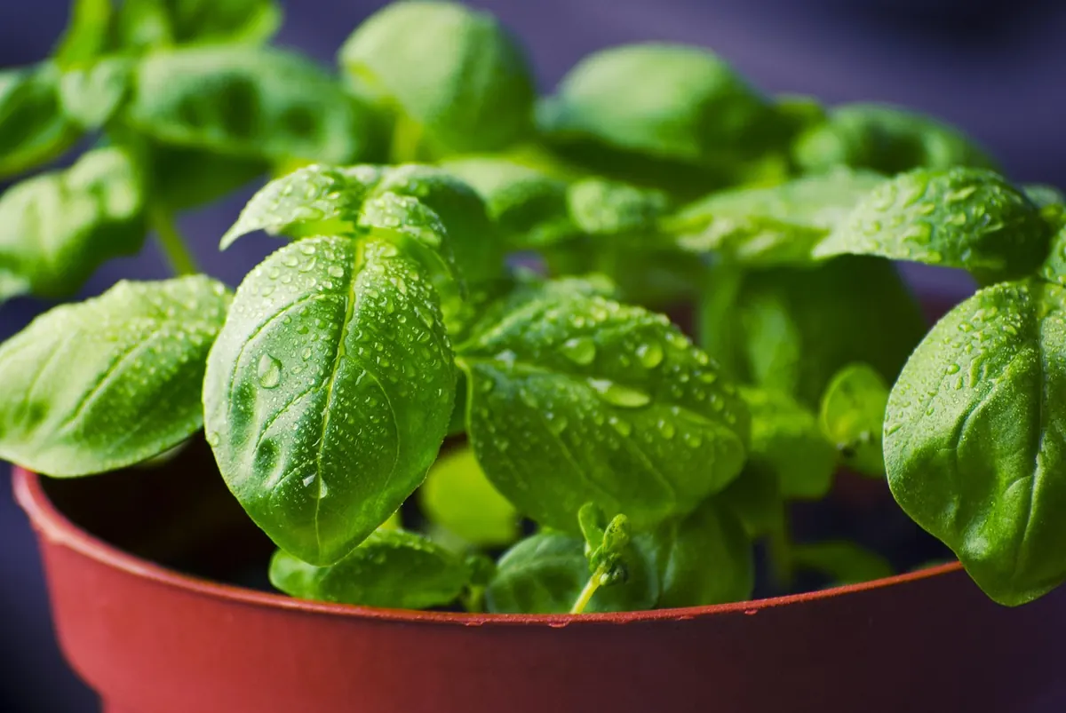 Growing Basil on a Kitchen Windowsill: A Complete Beginner's Guide
