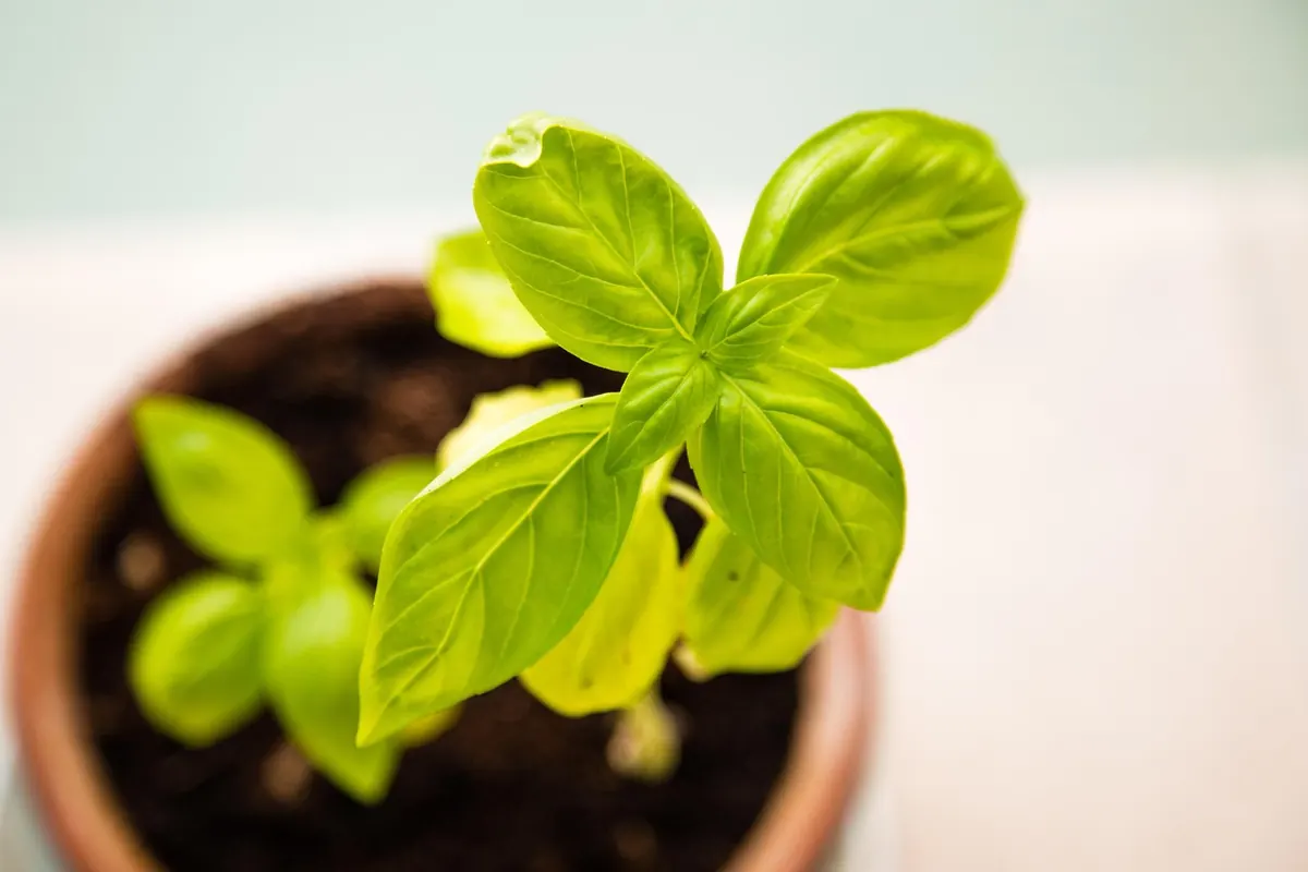 How to Grow Basil from Seed in the UK: A Month-by-Month Guide