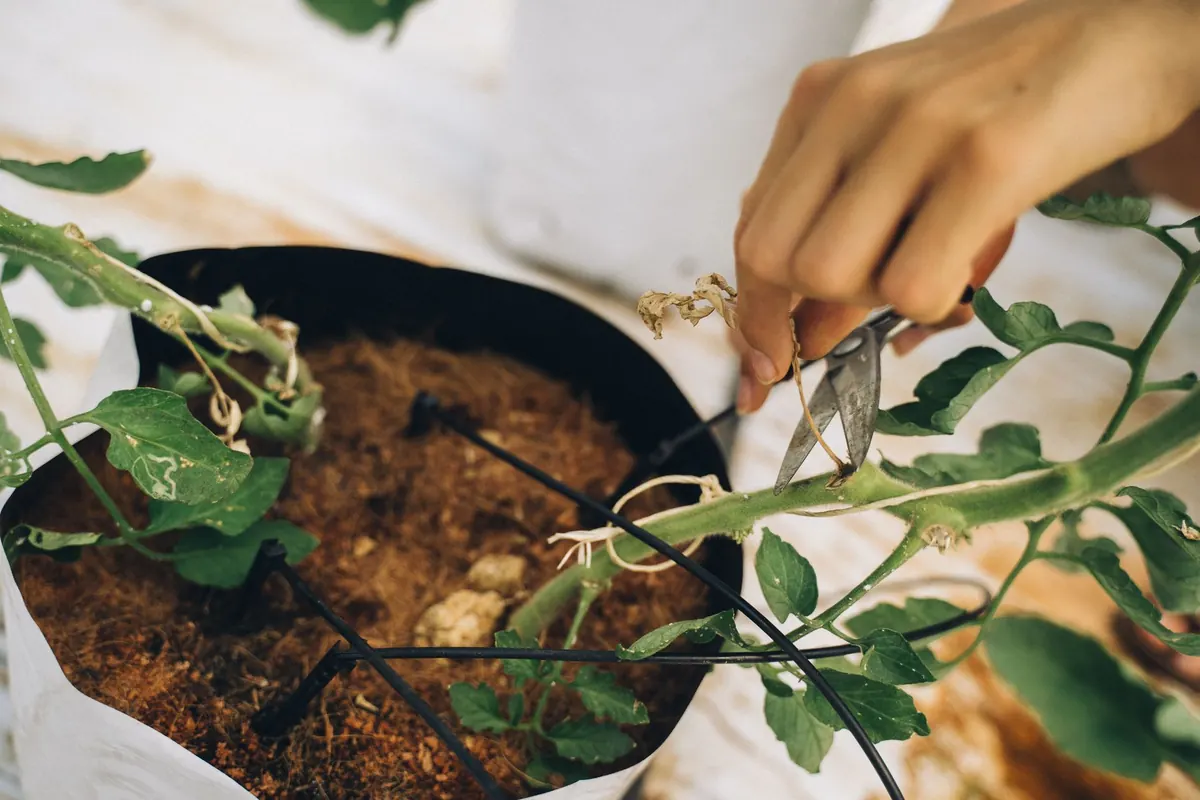 How to Prune and Pinch Out Basil for a Longer Harvest