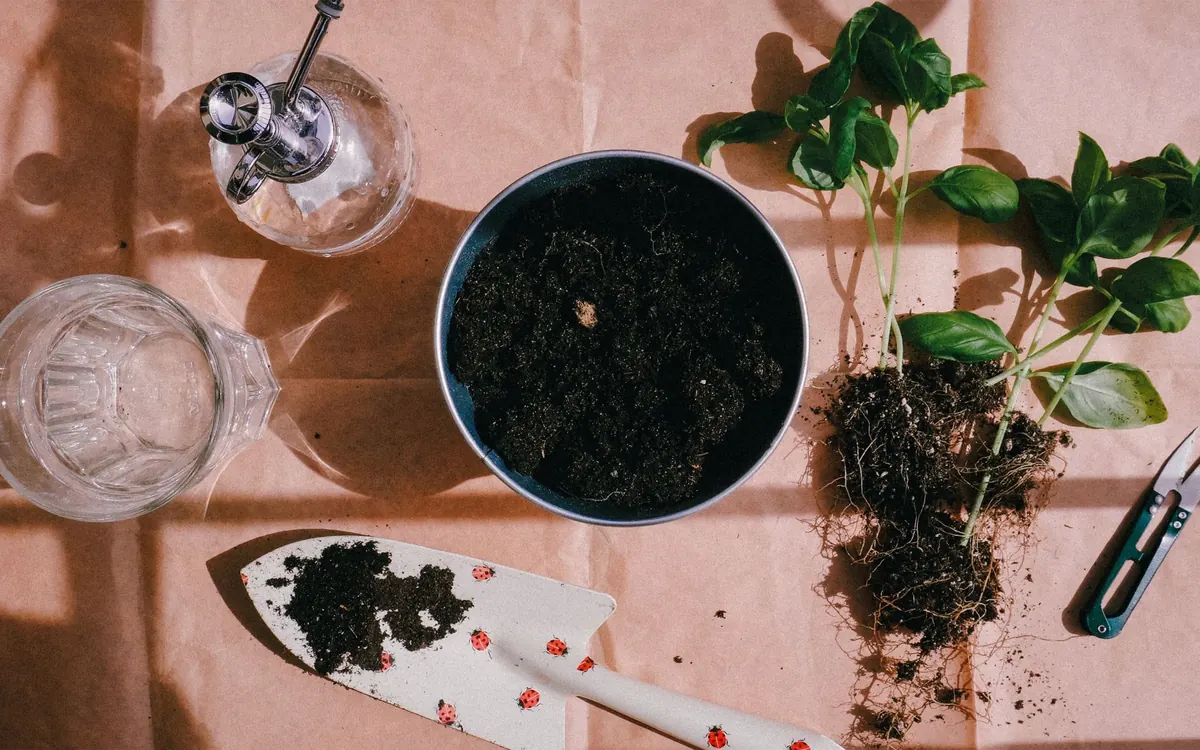 Overwintering Basil in the UK: Can You Keep It Alive Until Spring?